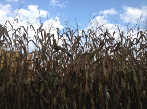 more corn husks
